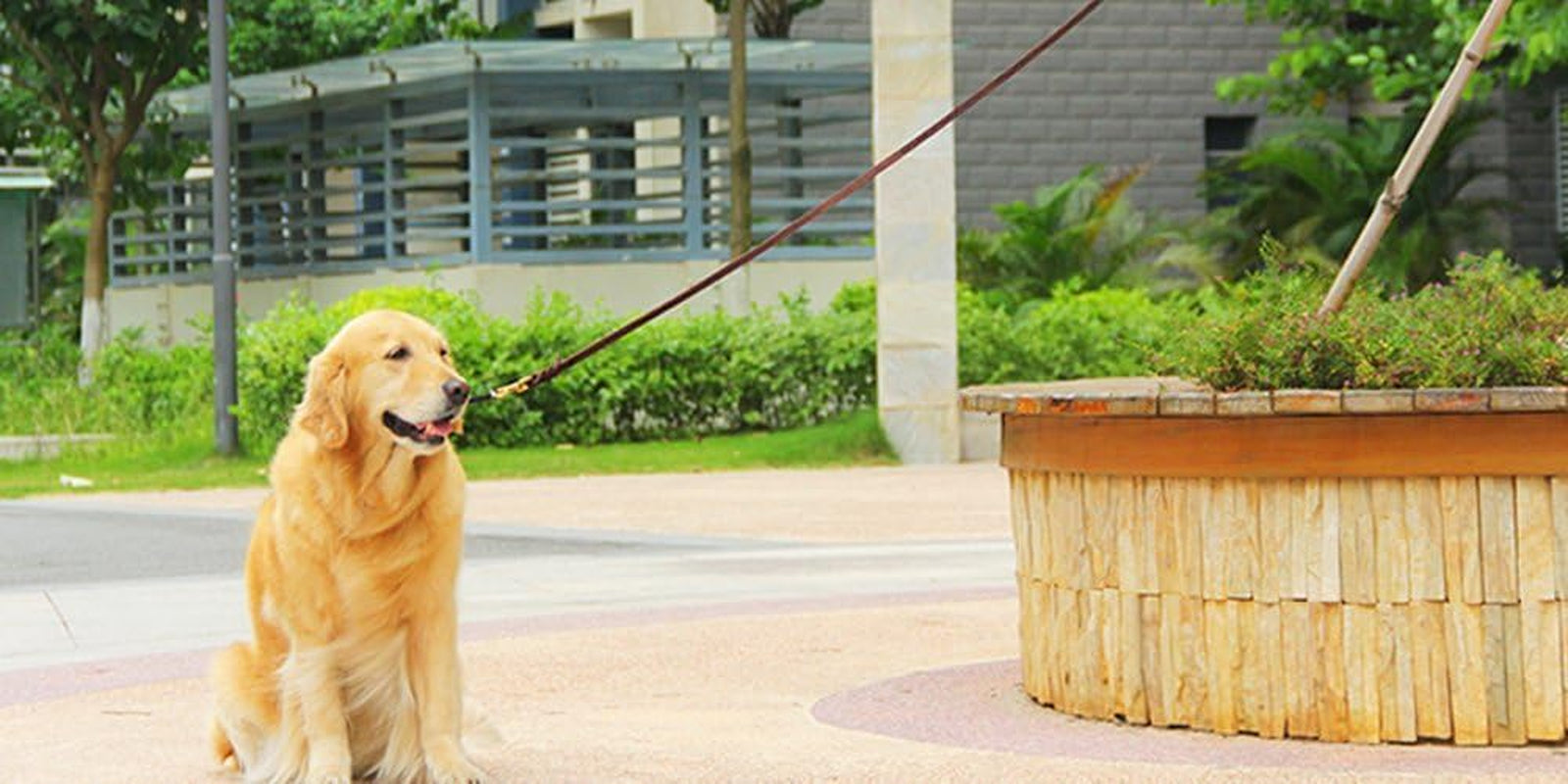 Leather Dog Leash - Training & Walking Dog Leash - Braided 3.6 Ft by 3/4 in (110Cm 1.8Cm) - Latigo Leather Brown