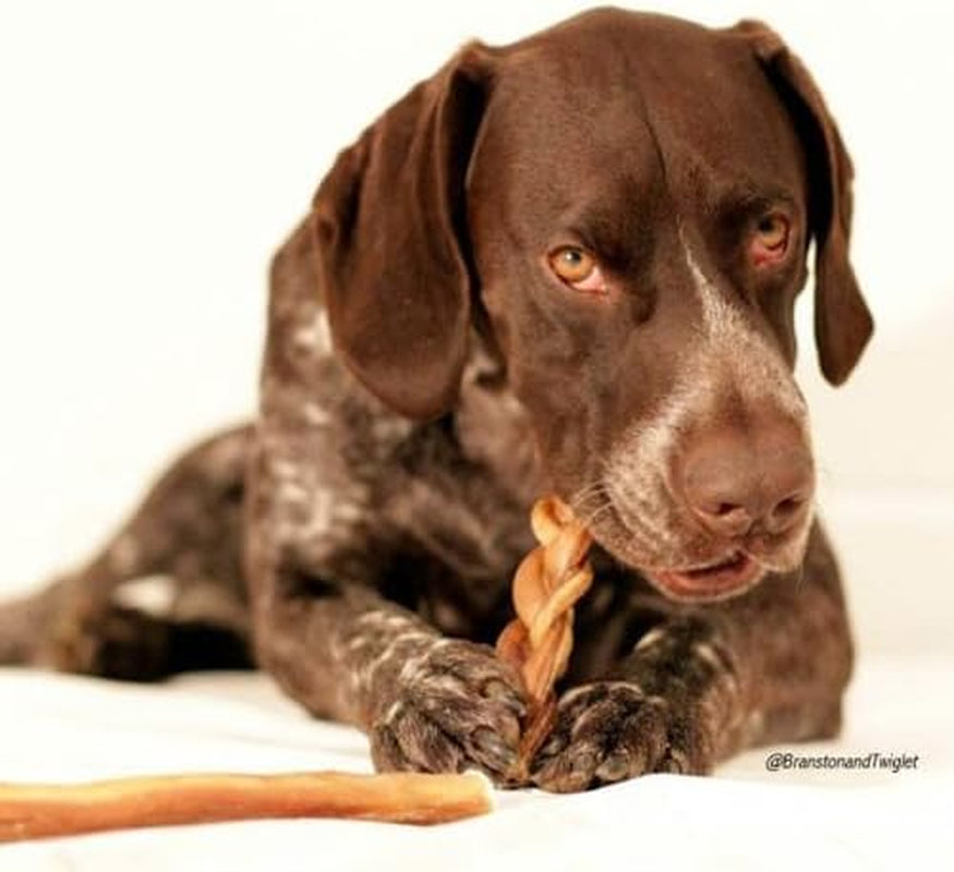 Natural 9” Braided Bully Sticks for Dogs - Tough, Long-Lasting, Rawhide-Free, Low Odor, Healthy Single Ingredient Chew Treat for Aggressive Chewers - 10 Count - Packaging May Vary