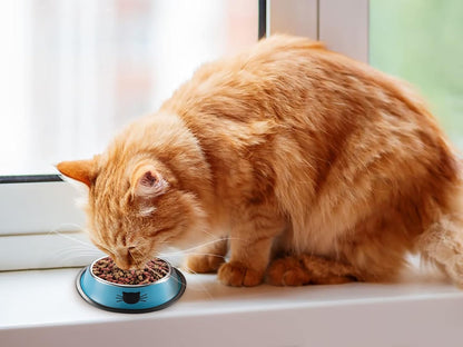 Pet Bowl Set for Cats and Kittens - Stainless Steel Feeder Bowls with a Nonslip Base - Food and Water Dishes That Are Easy to Clean - 3-Pack