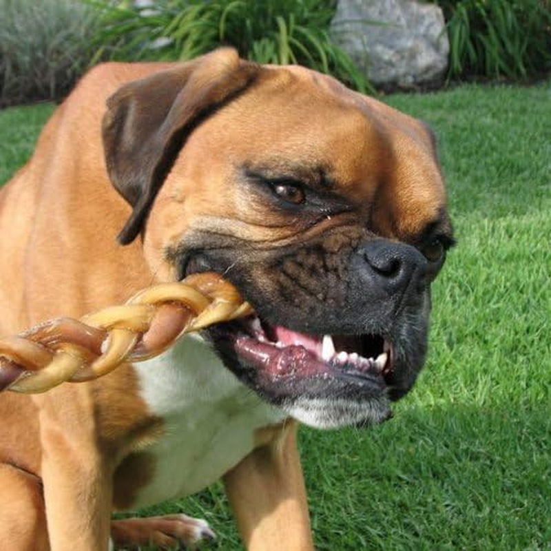 Natural 9” Braided Bully Sticks for Dogs - Tough, Long-Lasting, Rawhide-Free, Low Odor, Healthy Single Ingredient Chew Treat for Aggressive Chewers - 10 Count - Packaging May Vary